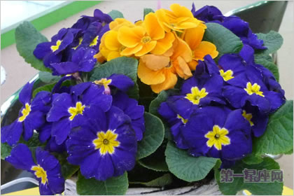 4月30日花语：西洋樱草，生日花语成熟