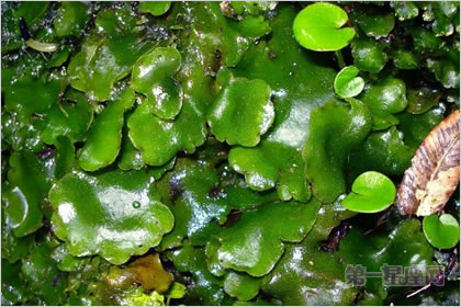 2月12生日花：沙洲草，生日花语健康