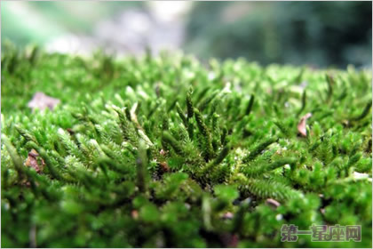 1月6日生日花：螺旋藓苔，生日花语静谧