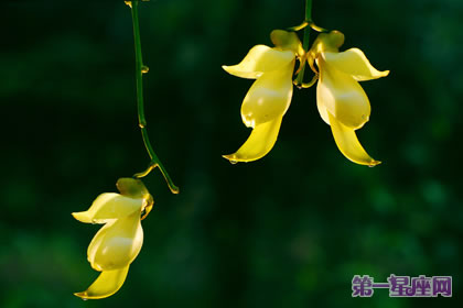 禾雀花的花语：欢快、快乐