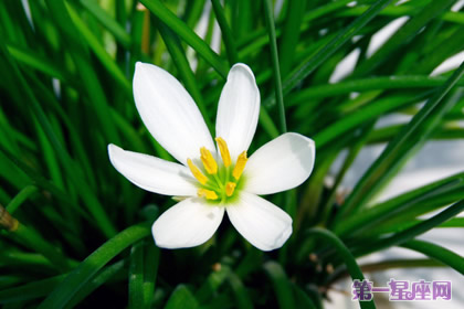 葱兰花语：纯洁的爱