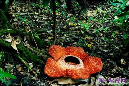 食人花的花语是什么