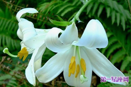 7月2日花语:圣母百合花,生日花语清纯