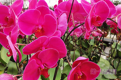 红色蝴蝶兰：仕途顺畅、幸福美满