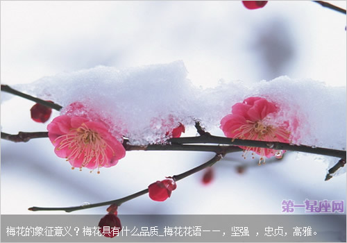 梅花的象征意义?梅花具有什么品质