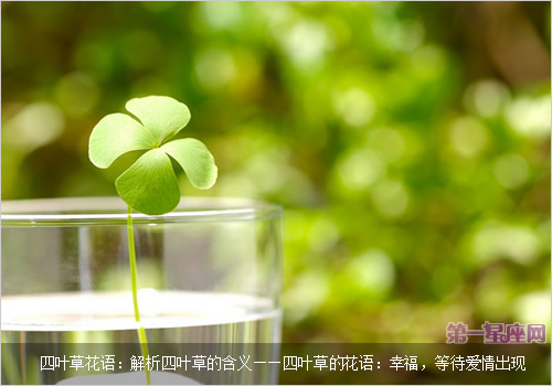 四叶草花语：解析四叶草的含义