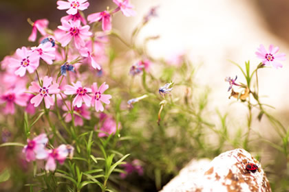 教你中秋节送女友什么花？
