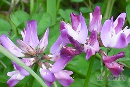 花语大全:紫云英的花语是什么?