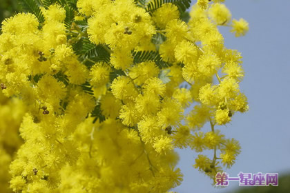 花语大全：金合欢的花语是什么？