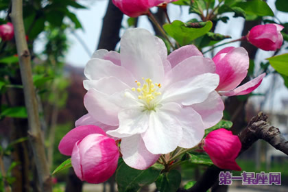 11月17日花语:苹果花,生日花语陷阱