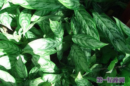 银皇后的花语和象征代表意义：仰慕