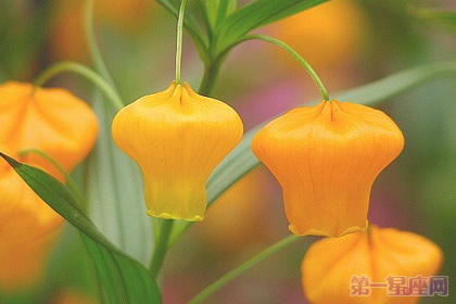 圣诞百合的花语是什么