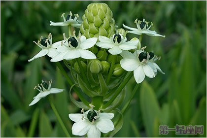 伯利恒之星的花语及含义