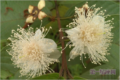 5月20日花语:粟树花,生日花语恶作剧