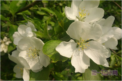 4月24日花语：山楂，生日花语守护