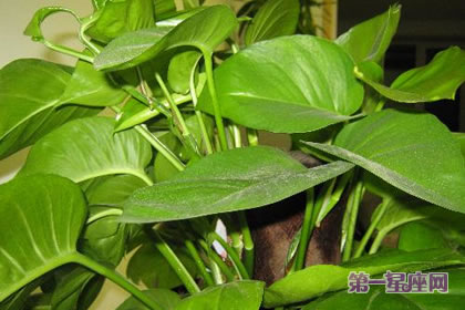 绿萝花的花语及由来