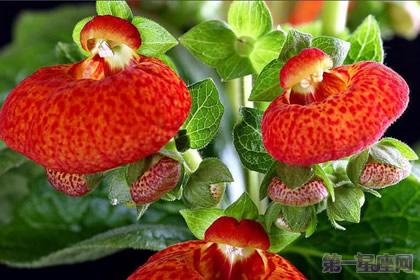 荷包花花语及含义是什么