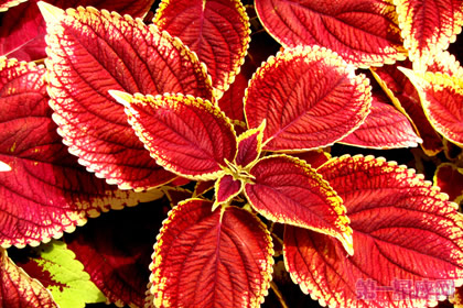 彩叶草花语是什么