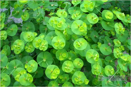 3月24日花语：猫眼草，生日花语善变