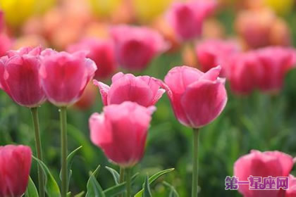 代表高贵的花？什么花代表女人的高贵