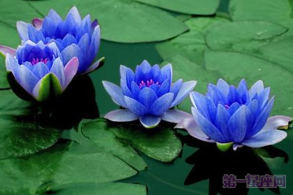 蓝色睡莲的花语是什么？