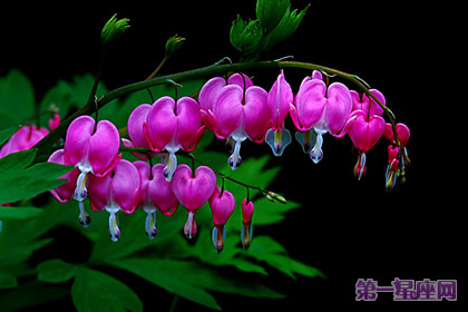 荷包牡丹花语和象征代表意义