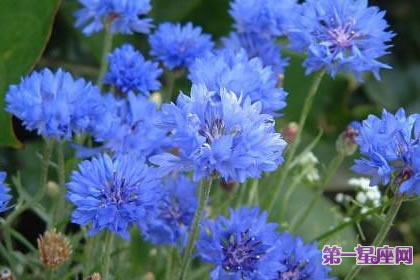 7月29日花语：矢车菊，生日花语遇见