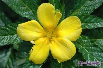 花语:时钟花,生日花语受难