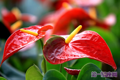 详解：红掌花语是什么？