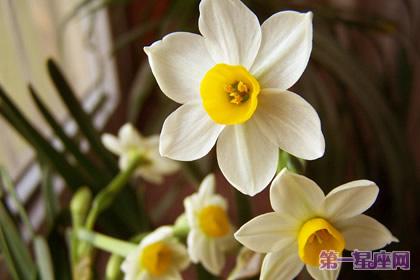 花语：水仙，生日花语长寿