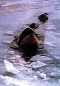 我国南极长城考察站建成（历史今天lsjt.org）