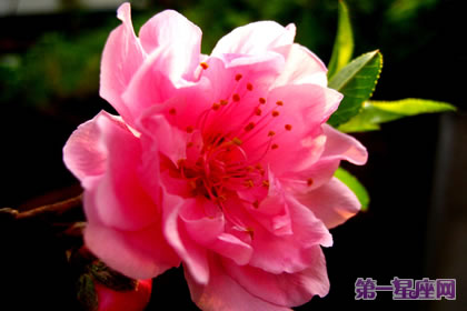 花语大全:碧桃花的花语是什么?