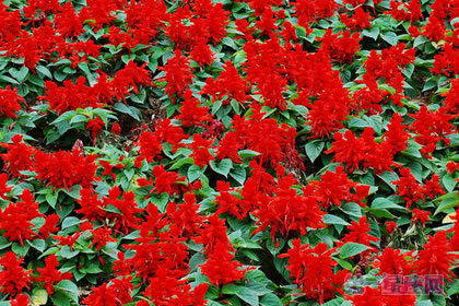 一串红的花语是什么?