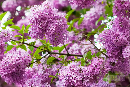 2月10生日花:丁香花,生日花语光辉