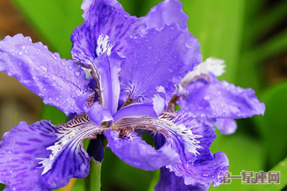 专属于天蝎座的守护花