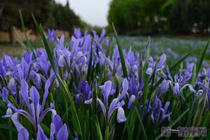 鸢尾花花语:爱的使者