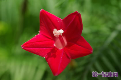 花语大全:茑萝的花语是什么?