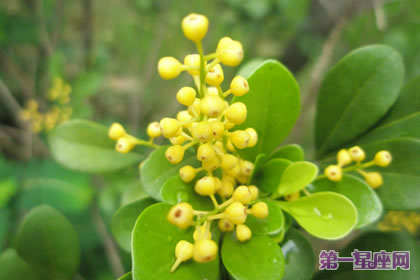 花语传说:米兰花的象征意义与传说