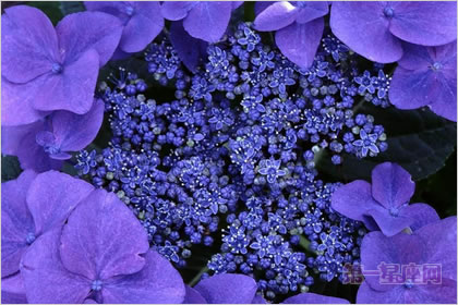 4月10日花语:野生紫萝兰,生日花语薄命