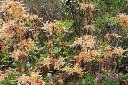 5月27日花语:黄石南,生日花语庆祝