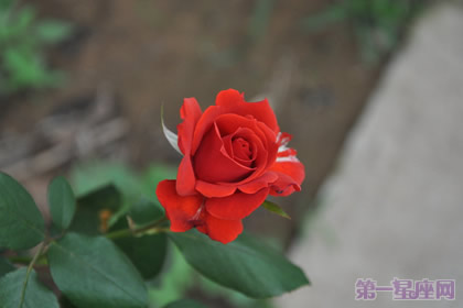 一年四季都盛开的花是什么花？