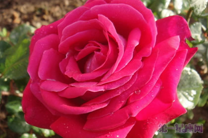 英国的国花是什么花?玫瑰