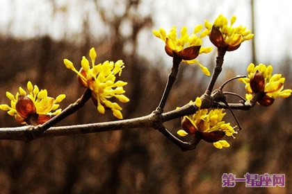 茱萸花语:富贵吉祥