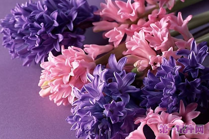 花语大全:春天花的花语