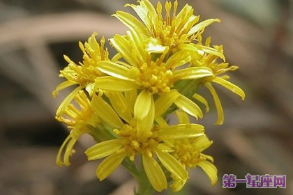 花语:加拿大秋麒麟草,生日花语影响力