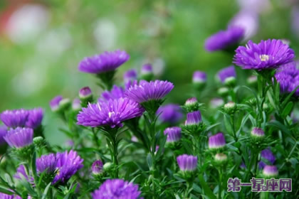 9月16日花语:紫苑,生日花语柔软