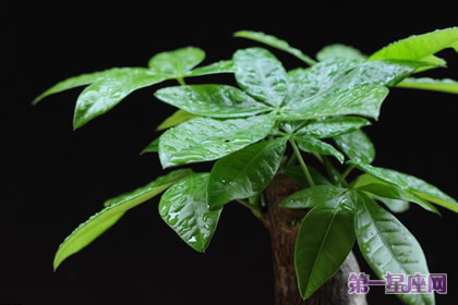 植物花语:发财树的花语