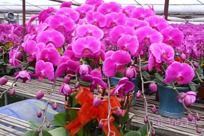 花语大全：红心、红色蝴蝶兰的花语