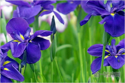 5月4日花语:紫萝兰,生日花语清凉